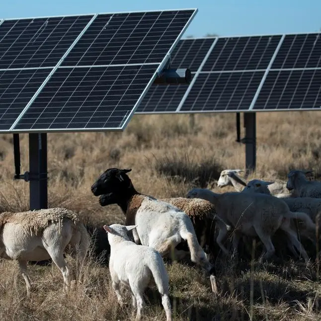 Sheep grazing under solar panels help US farmers to survive crop-price slump