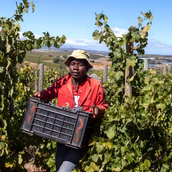 US tariffs threaten 35,000 citrus jobs in South Africa, farmers say